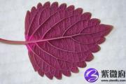大林木缺什么怎么样 大林木命五行缺什么
