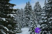 石榴木和城头土配吗 石榴木和城头土婚姻如何？