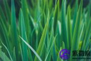 己卯日生于申月解析 己卯日生于申月命运好吗