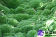 屋上土缺金 屋上土命五行缺金怎么办