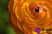 松柏木是哪年生人 松柏木是什么生肖