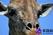 戊午日生于未月解析 戊午日生于未月命运好吗