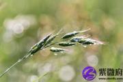 炉中火和山下火配吗 炉中火和山下火婚姻如何？