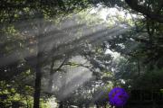 戊子日生于丑月解析 戊子日生于丑月命运好吗