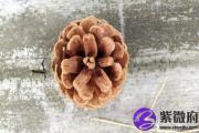 甲子日与庚子日配吗 甲子日柱与庚子日柱是否适合