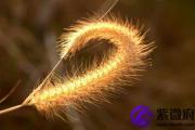 钗钏金命开什么颜色的车 钗钏金适合什么颜色的车