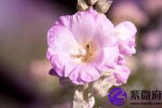 丙子日与己卯日配吗 丙子日柱与己卯日柱是否适合