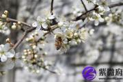 甲申日生于午月解析 甲申日生于午月命运好吗