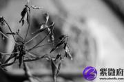 辛亥日与癸亥日配吗 辛亥日柱与癸亥日柱是否适合