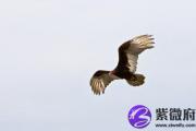 丙寅日生于巳月解析 丙寅日生于巳月命运好吗
