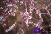 丙子日生于卯月解析 丙子日生于卯月命运好吗