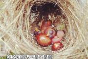怎么知道八字是不是弱 - 如何判断八字旺弱