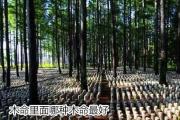 木命里面哪种木命最好 - 哪年出生的是木命人