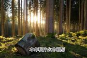 木命和什么命最配 - 什么是木命
