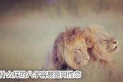 什么样的&*&*&容易是同性恋 - 同性恋的&*&*&有何特征