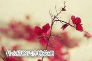 什么样的八字桃花硬 - 卯的五行特点