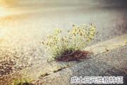 戊土日元性格特征 - 戊土日元人的性格特点
