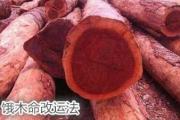 饿木命改运法