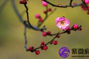 从日柱可以看出一个人的桃花吗？