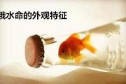 饿水命的外观特征