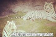 八字里四柱神煞白虎的具体含义