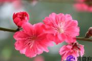 什么是桃花位 2019年桃花位怎么判定