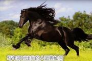 马年卯时出生的人运势如何