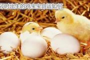 卯时出生的鸡宝宝命运如何