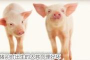 属猪卯时出生的人其命理好坏