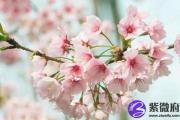 有哪些增加桃花运靠谱的方法