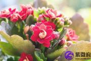中国的元宵节怎么增强桃花运