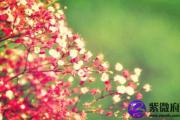 旺男人的桃花运风水如何布局