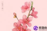 单身的人没桃花运应该要怎么办