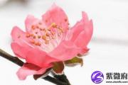 招桃花运的手链女生带哪个手合适