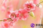 风水学告诉你你为什么没桃花运