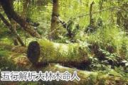 五行解析大林木命人 - 五行看大林木