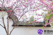 各种角度揭秘为什么我的桃花运不好