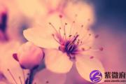 鲜为人知的增强桃花运的秘术大全