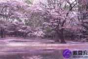 男命催旺桃花运有什么好方法