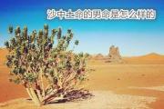 沙中土命的男命是怎么样的 - 沙中土男命怎样