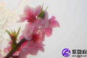 怎么看你的手相图解桃花运