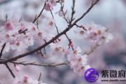 如何化解烂桃花 用什么方法化解