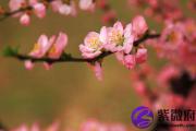 烂桃花怎么破 都有什么方法
