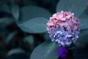 哪些日子有丁巳时？丁巳时出生的人命怎么样？