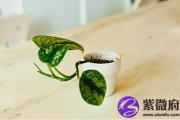 己酉日出生的人命运如何？