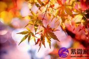 哪些日子有乙丑时？乙丑时出生的人命好不好？