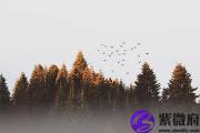 哪些日子有癸未时？癸未时出生的人命怎么样？