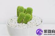 辛亥日出生的人命运怎么样？