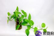 乙巳日出生的人命运好不好？