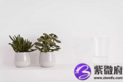 庚辰日出生的人命好不好性格如何？